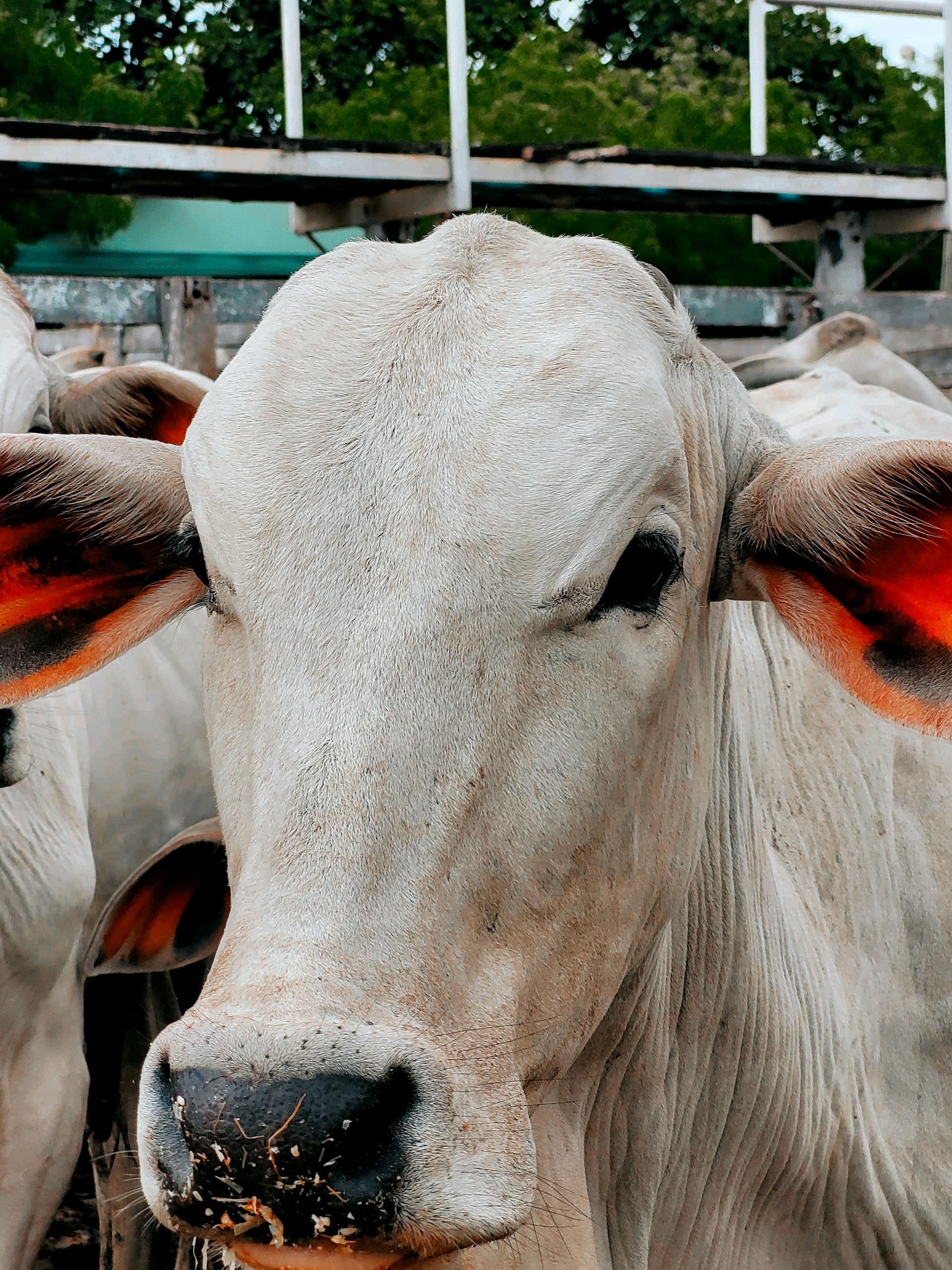 Dairy cow in Western Kenya